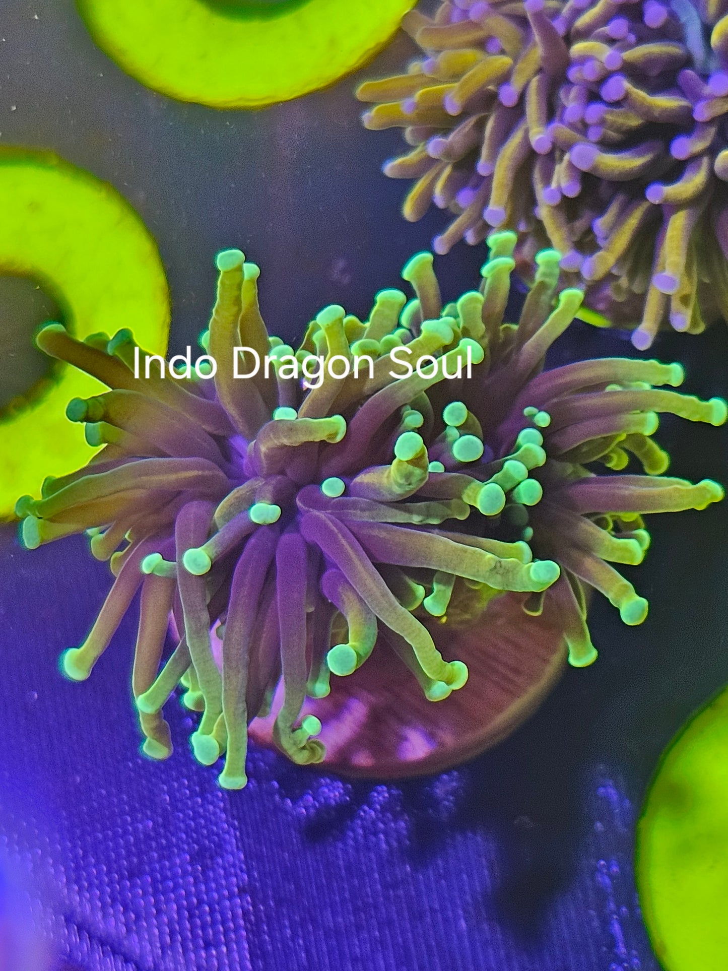 Indo Dragon Soul Torch