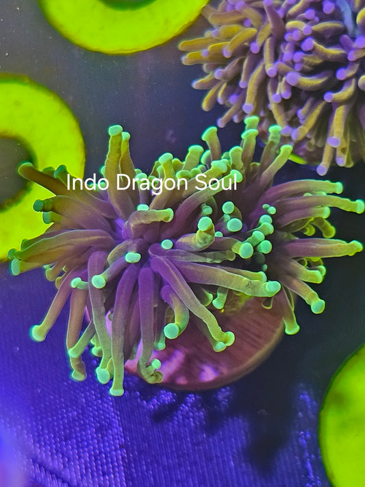 Indo Dragon Soul Torch