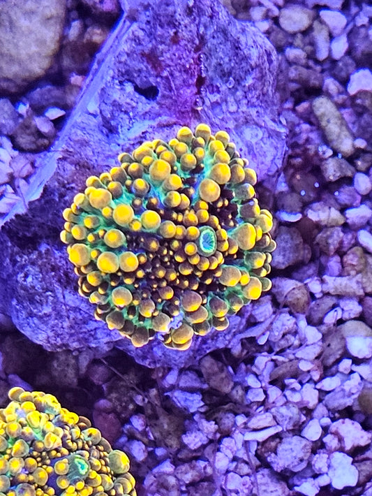 Kingzilla Bounce Mushroom