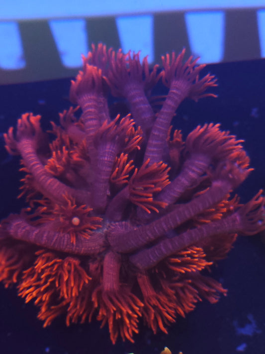 Red Goniopora #1
