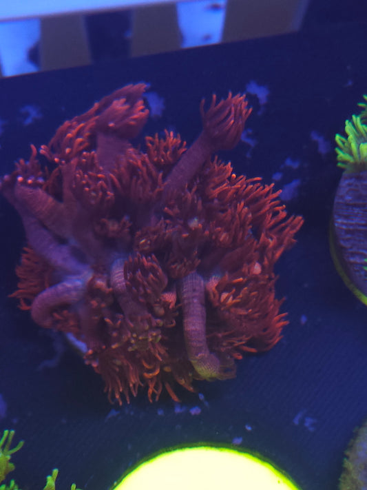 Red Goniopora #2