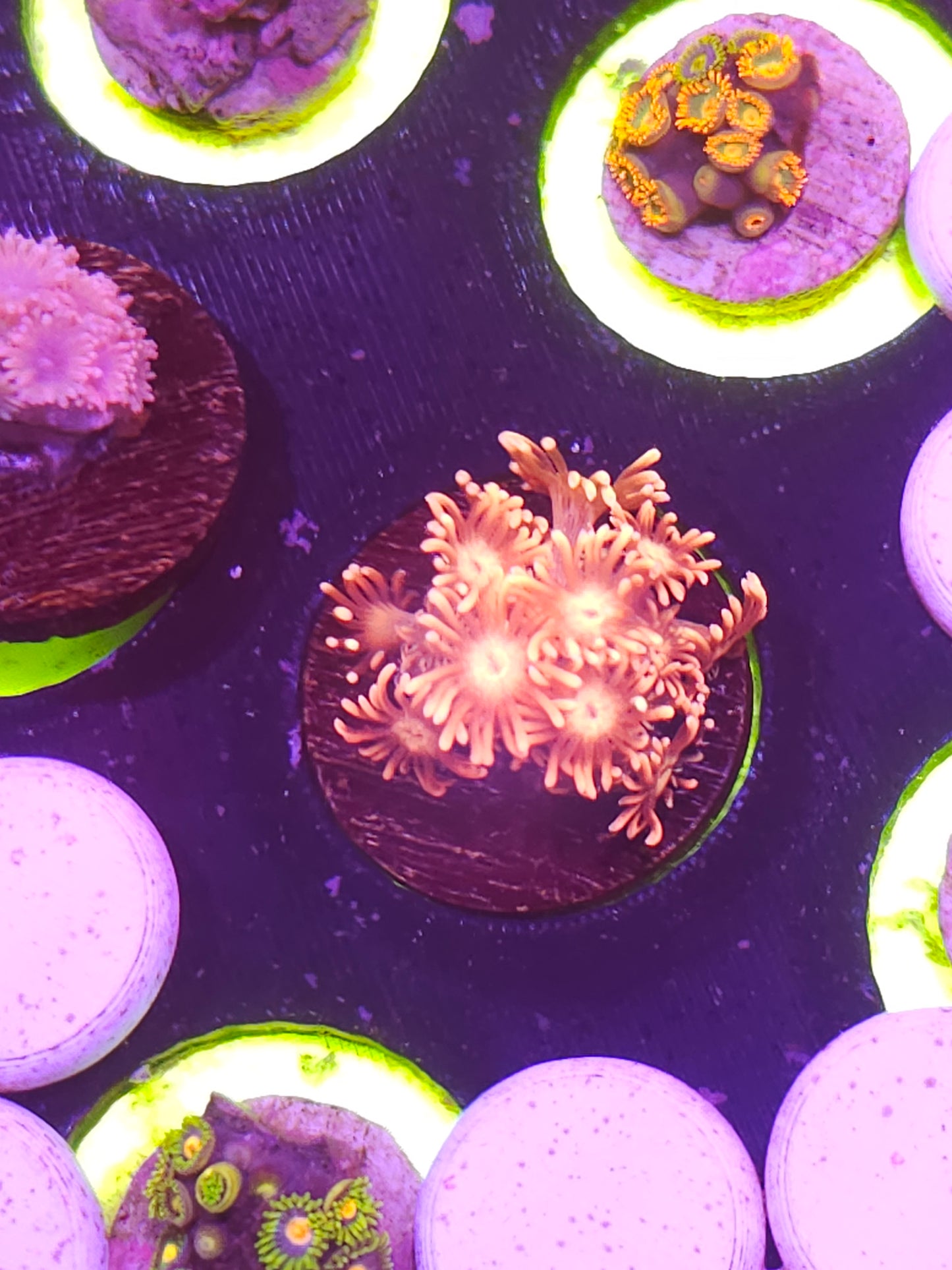 Pink Goniopora