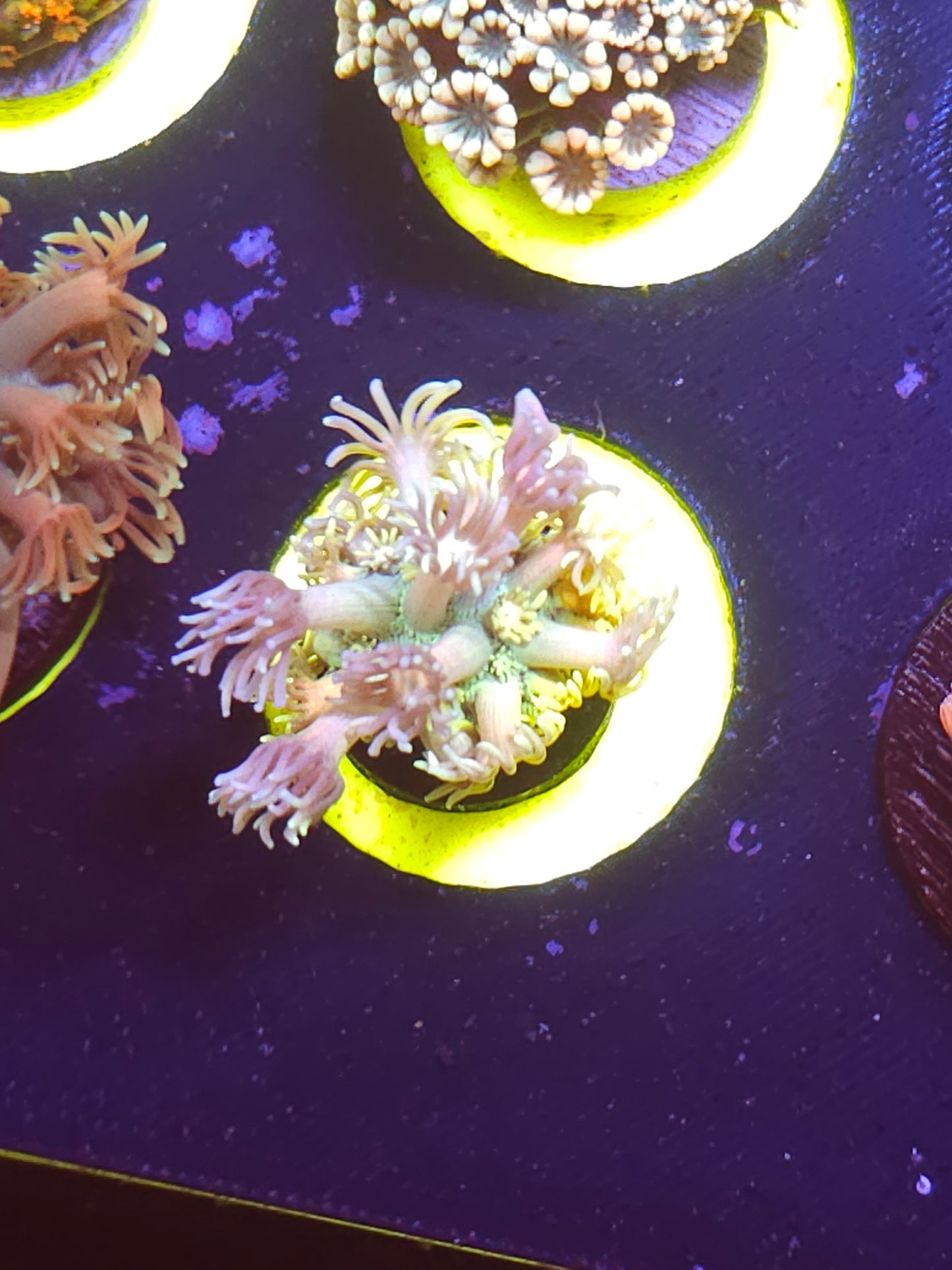 Goniopora