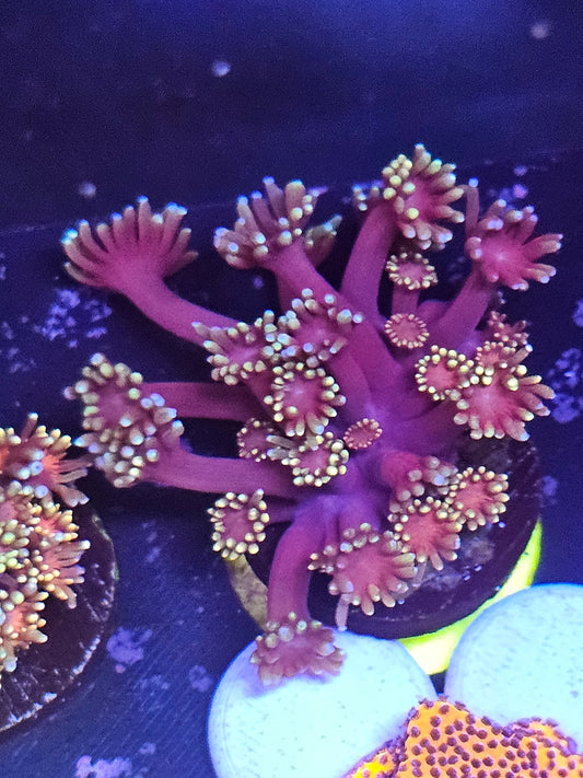 Pink Lemonade Goniopora