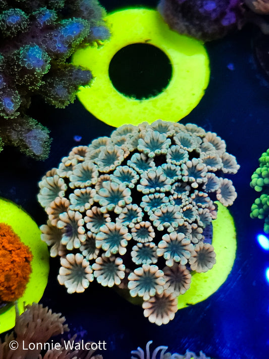 St Patrick's Alveopora