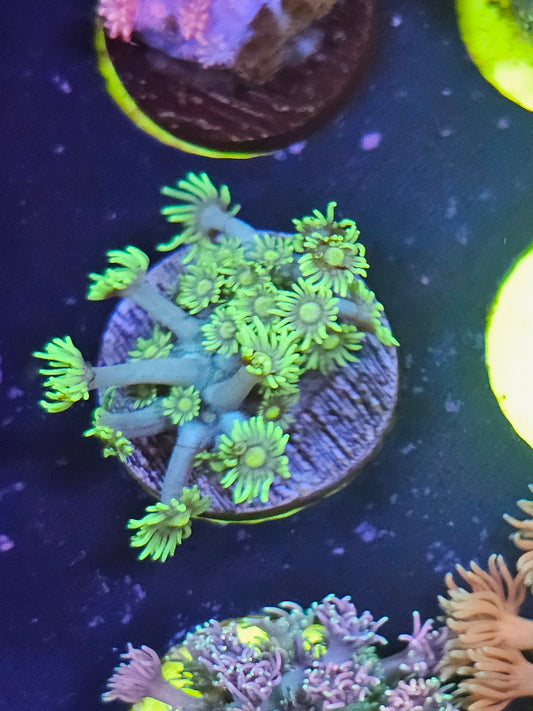 Yellow Goniopora #1