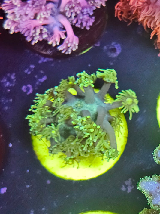 Yellow Goniopora #2