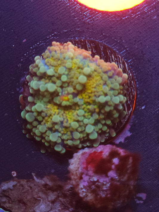 Splish Splash Yuma Mushroom